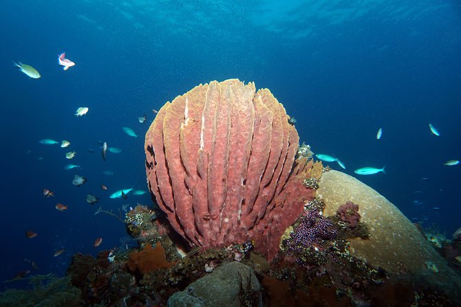 Diving at Tulamben Liberty Shipwreck 2 dives for certified divers - Guidance from Branko and the Zero Gravity team