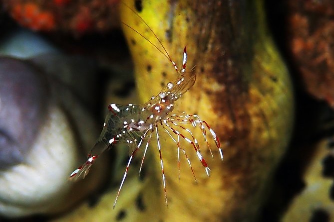Diving at Tulamben Liberty Shipwreck 2 dives for certified divers - What is included, and why it affects the value
