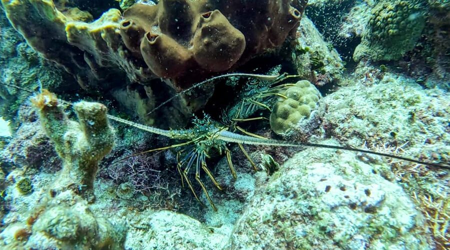 diving catalina island from punta cana - Should you book it?