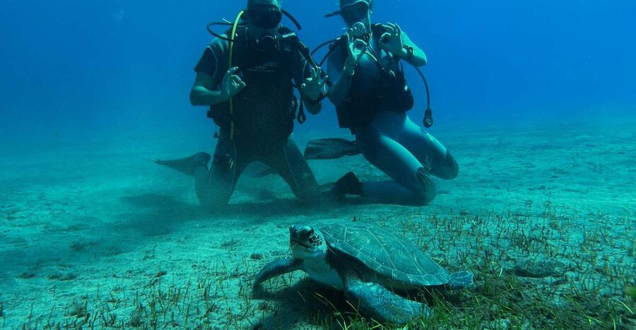 Diving course for beginners in turtle area Tenerife - Key points to know before you book