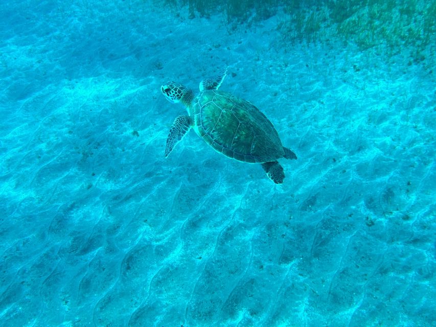Diving course for beginners in turtle area Tenerife - How to prepare for Abades