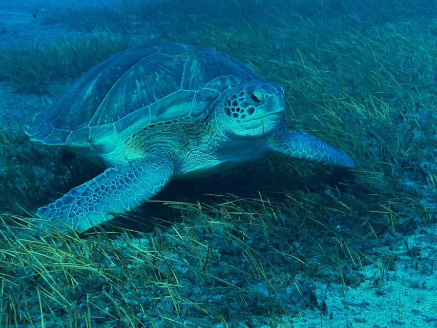 Diving course for beginners in turtle area Tenerife - The value of a private beginner session