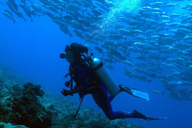 Diving day - Key points to know before booking