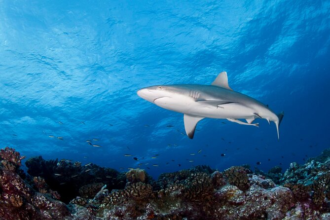 Diving day - Two very different views of Tahiti below the surface