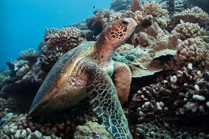 Diving day - Reefs, wrecks, and the marine life you might see