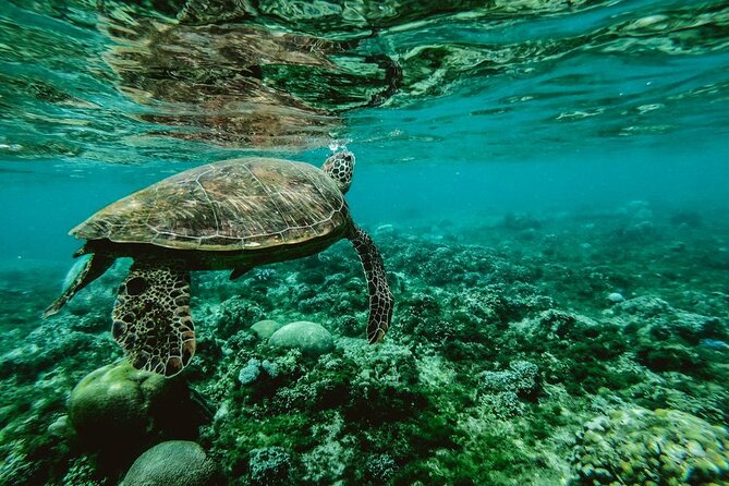 Diving day - Who should book this morning