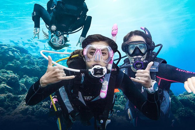 Diving for Certified Divers, 2 Tanks Sosúa Bay - Why the site variety matters in Sosúa Bay