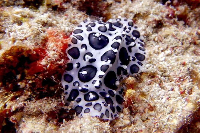 Diving for Certified Divers, 2 Tanks Sosúa Bay - Two underwater sessions of up to 60 minutes