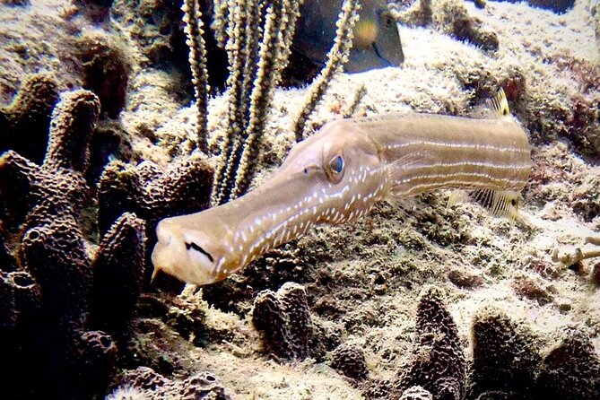 Diving for Certified Divers, 2 Tanks Sosúa Bay - What the $125 price really covers