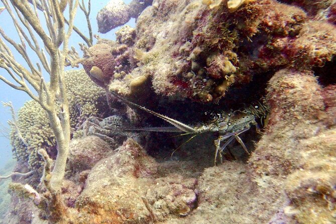 Diving for Certified Divers, 2 Tanks Sosúa Bay - Who will enjoy this morning most