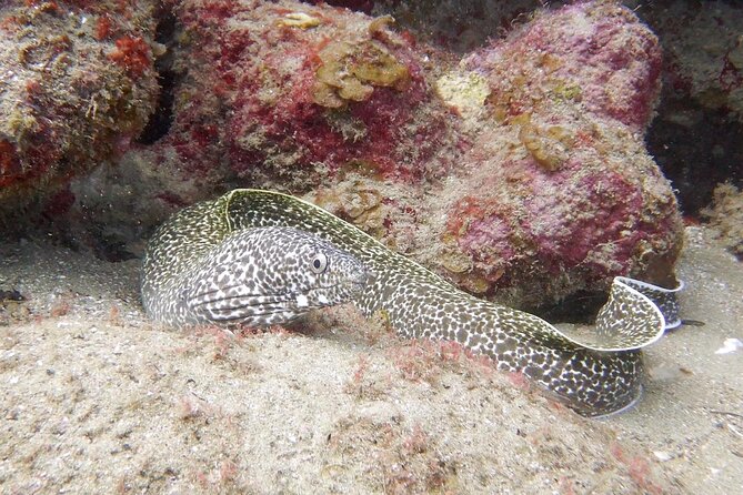 Diving for Certified Divers, 2 Tanks Sosúa Bay - Practical details to settle before booking