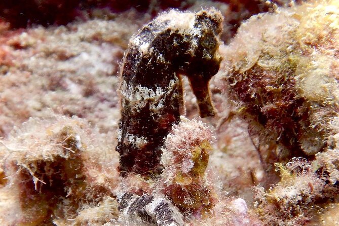 Diving for Certified Divers, 2 Tanks Sosúa Bay - An 8:00 am start at Dive Cabarete