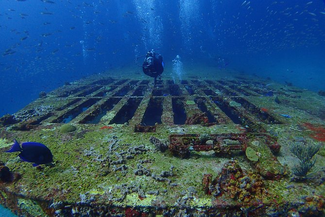 Diving in Cancun for Certified Divers | 2 Dives | All Inclusive - The reef stop and the search for sea life