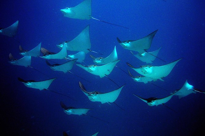 Diving in Cancun for Certified Divers | 2 Dives | All Inclusive - Equipment and what the all-inclusive price really covers