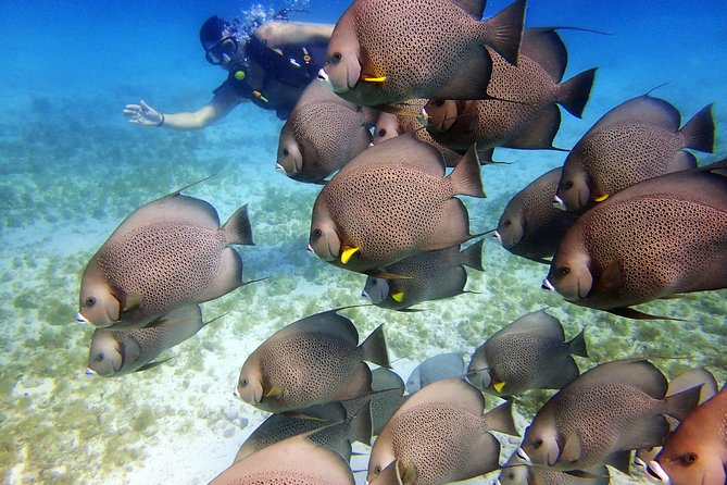 Diving in Cancun for Certified Divers | 2 Dives | All Inclusive - Timing, group size, and the depth question