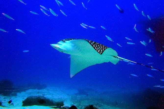 Diving in Cancun for Certified Divers | 2 Dives | All Inclusive - Meeting at Pescador at 9:00 am