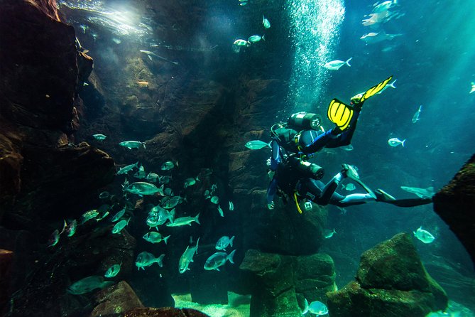 Diving in the Madeira Aquarium - What makes this Madeira aquarium session different