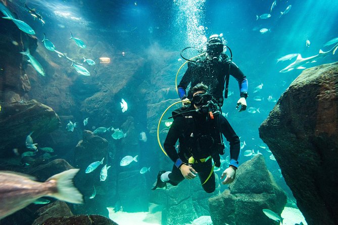 Diving in the Madeira Aquarium - The guide makes the biggest difference