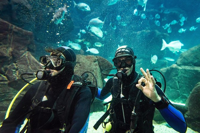 Diving in the Madeira Aquarium - Group size, timing, and the real value of the price