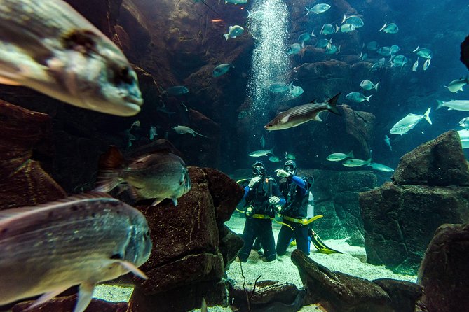 Diving in the Madeira Aquarium - Starting with instruction and the natural pools