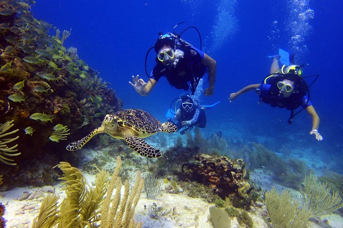 Diving in the Mexican Caribbean for Beginners | 2 Tanks 2 Dives | All Inclusive - What the $190.69 price includes