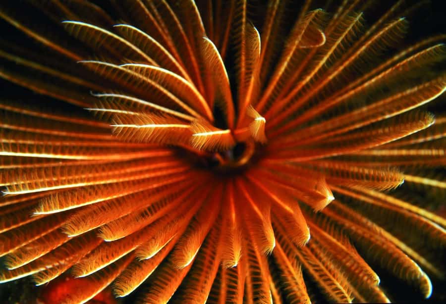 Diving in the North with Blue World Adventures - Starting at Le Méridien Île Maurice