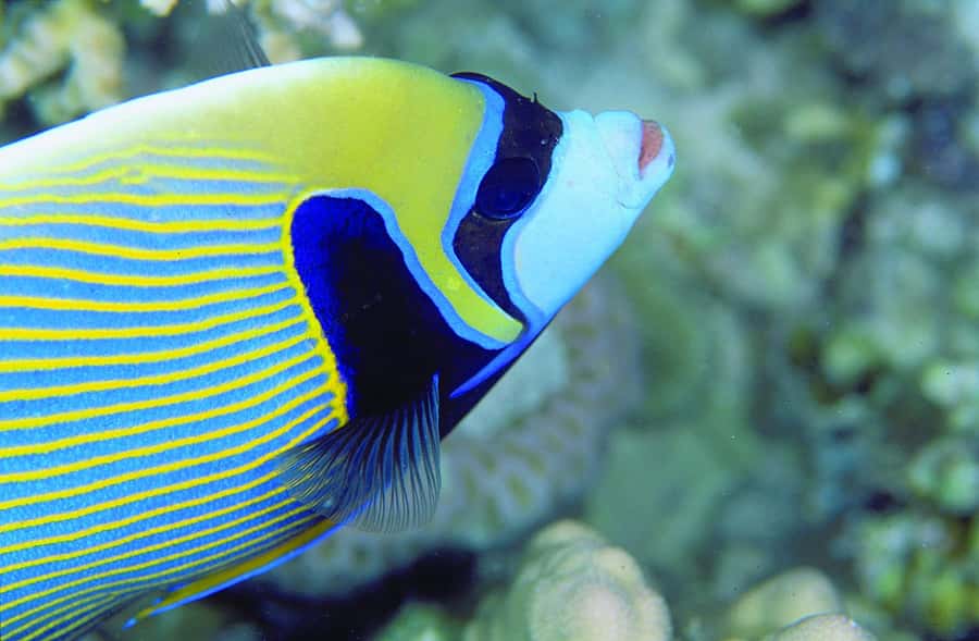 Diving in the North with Blue World Adventures - What the underwater scenery can offer