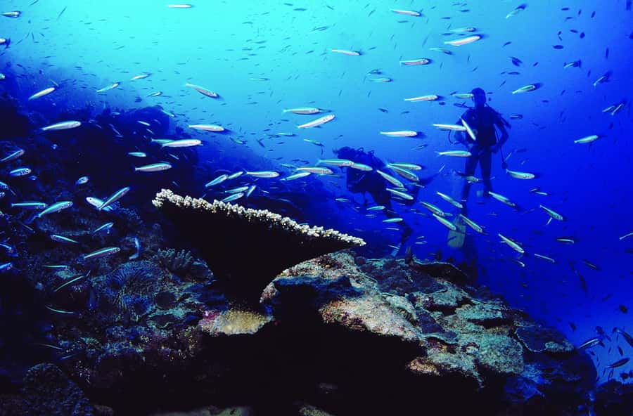 Diving in the North with Blue World Adventures - Is $159 a fair price?