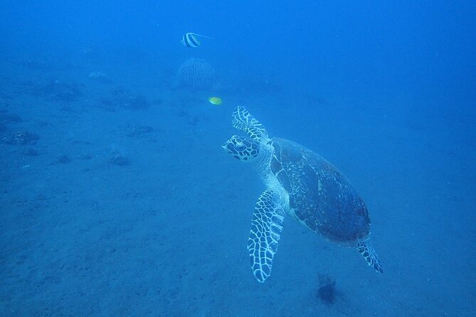 Diving in Tulamben - The first morning session at the Liberty