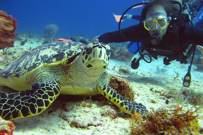 Diving + Muse - What the 45-minute museum stop really offers