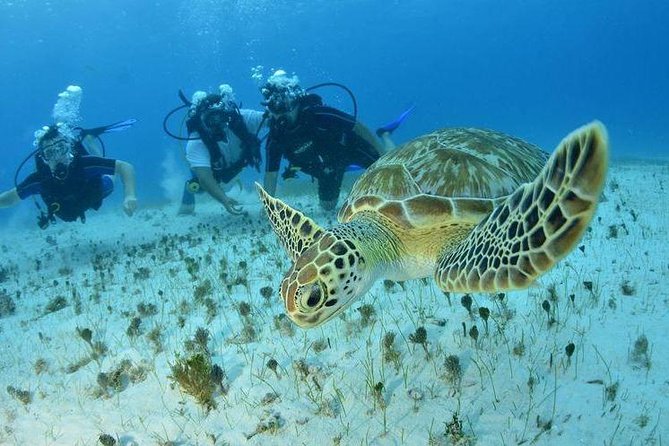 Diving + Muse - The main concern: the name of the museum