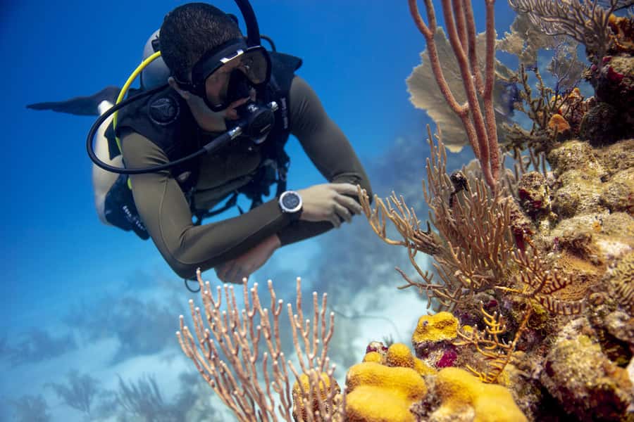 Diving Santa Marta & Tayrona for Certified Divers (2 tanks) - Coral, turtles, rays, and the luck of the sea