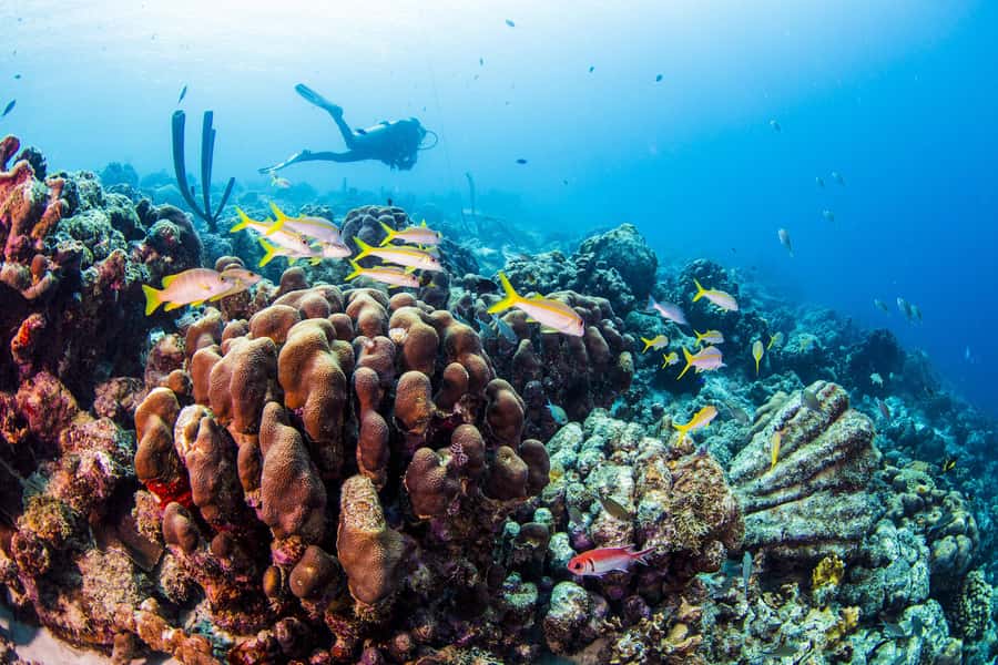 Diving Santa Marta & Tayrona for Certified Divers (2 tanks) - Safety rules and who should skip it