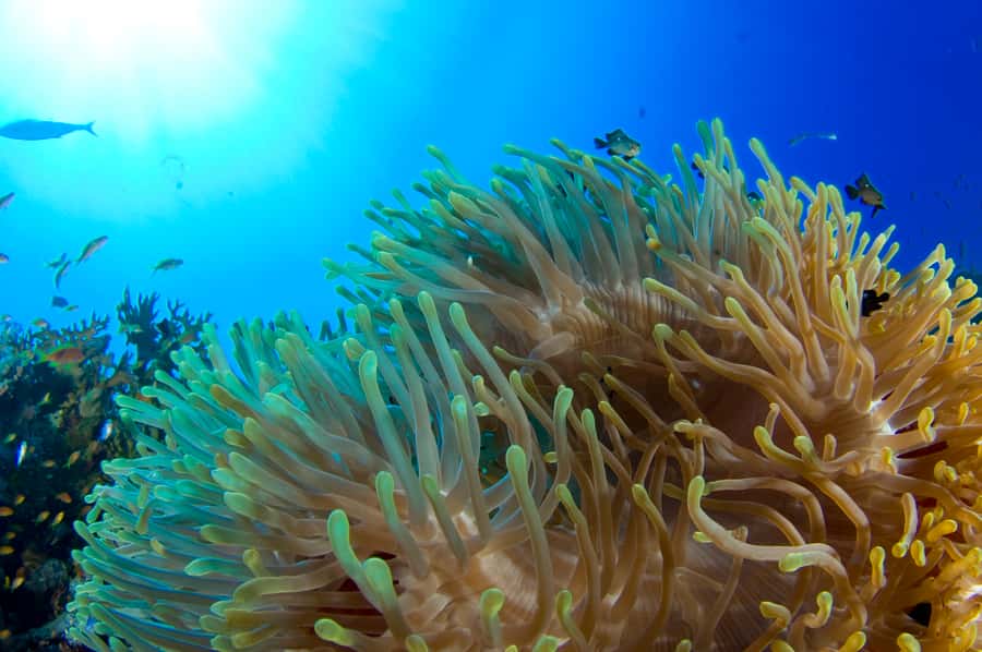 Diving Santa Marta & Tayrona for Certified Divers (2 tanks) - What the two underwater sessions are meant to offer