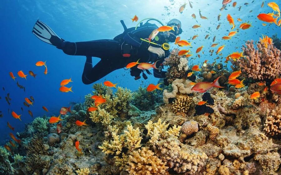 Diving Tour from Alanya & Side with Lunch - 2 Dives Included - Key points to know before you book