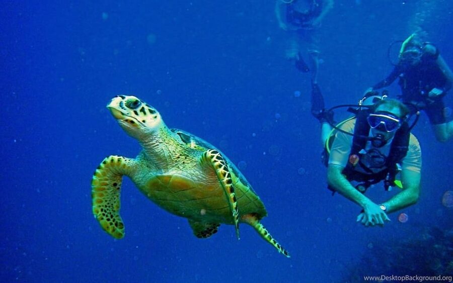 Diving Tour from Alanya & Side with Lunch - 2 Dives Included - Getting ready for the first 6-meter session