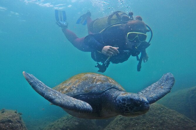 Diving with Turtles in Floripa - A gentle start at Barra Náutica