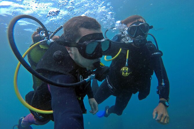 Diving with Turtles in Floripa - What the $97.82 price really covers