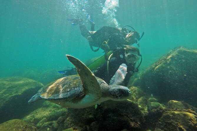 Diving with Turtles in Floripa - The people who will enjoy this most
