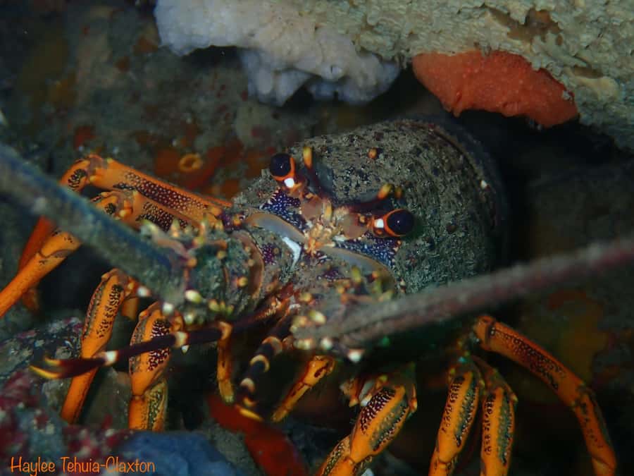 Double Boat Dive with Equipment - Why Kaikoura works so well for a boat-based underwater trip