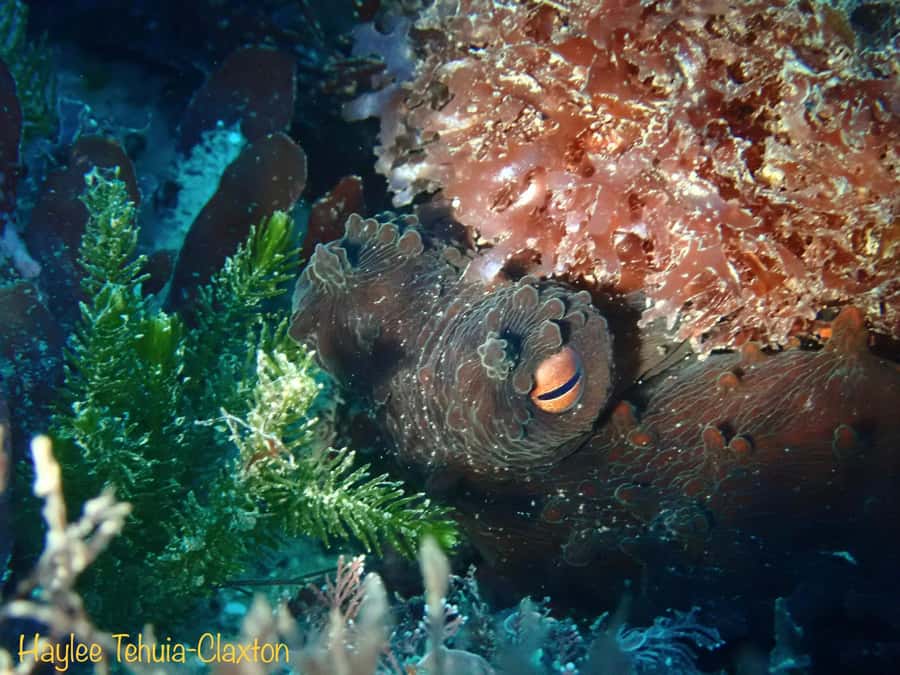 Double Boat Dive with Equipment - The first one-hour session: getting used to the conditions