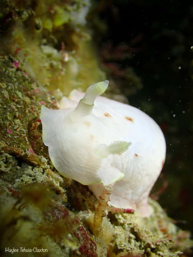 Double Boat Dive with Equipment - Equipment, group size, and the level of experience required
