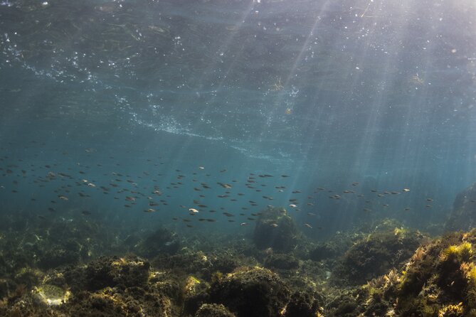 Double Discover Scuba Diving - What you might see below the surface