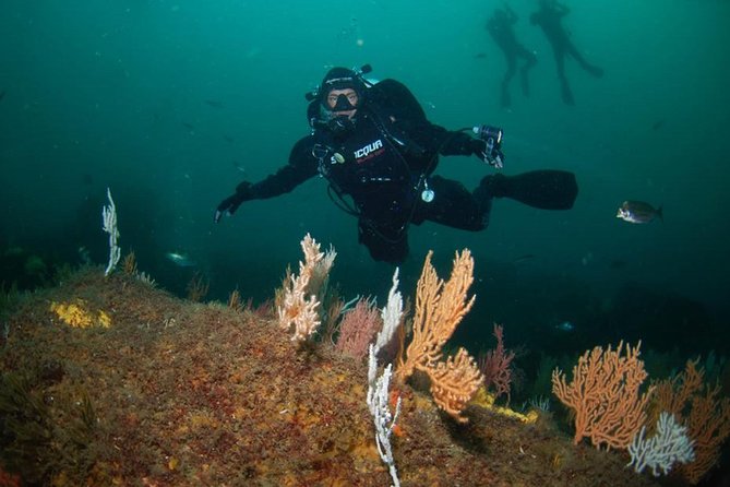 Double Dive the Fantastic Ocean Revival Park - Two Underwater Visits, Not One Long Session