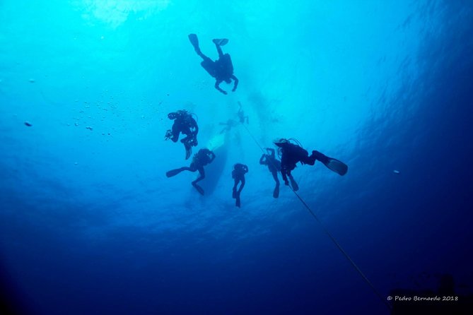 Double Dive the Fantastic Ocean Revival Park - Safety, Organization, and the One Concern to Check