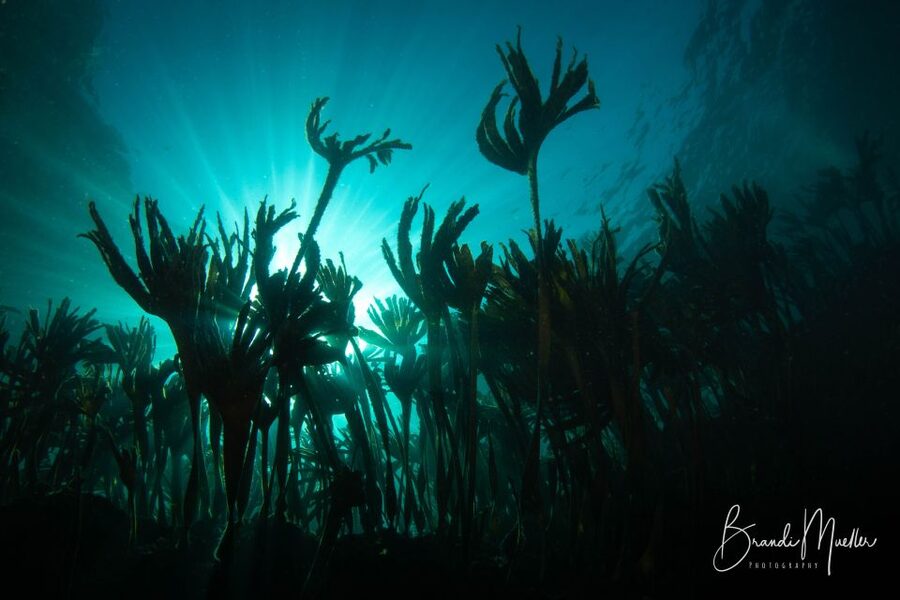 Double Scuba Dive on a Marine Reserve - The 30-minute briefing sets the tone