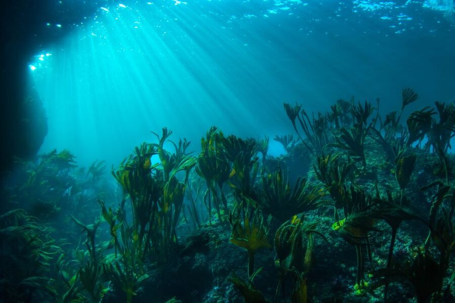 Double Scuba Dive on a Marine Reserve - Who will get the most from this experience