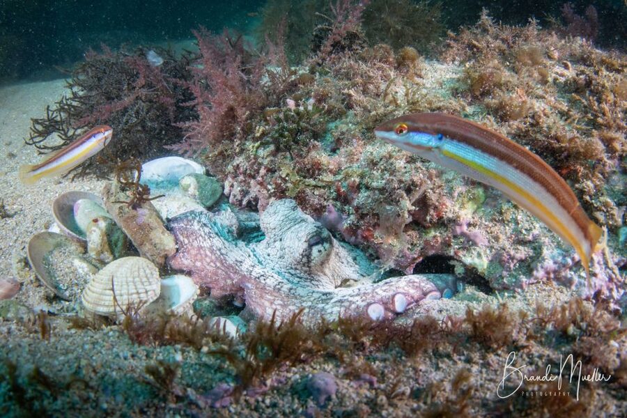 Double Scuba Dive on a Marine Reserve - Language support and staff approach