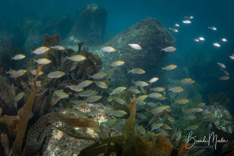 Double Scuba Dive on a Marine Reserve - Planning around the beach and village