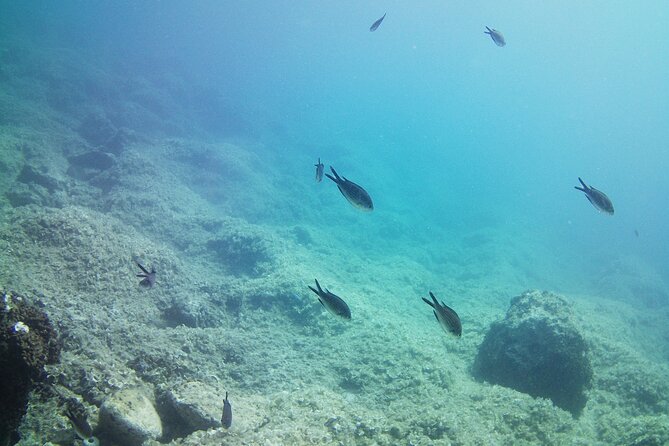 Double Shore Dive (certified divers) - Key points to know before booking